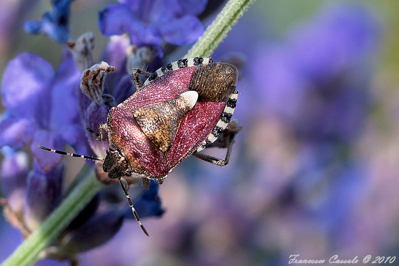 Pentatomidae della Liguria: Dolycoris baccarum